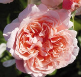 Trandafir Parfumat Urcator "Rose de Tolbiac", Ghiveci 3L, Anul 4
