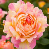 Trandafir Parfumat Floribunda "Rose des Cisterciens", Ghiveci 3L, Anul 4