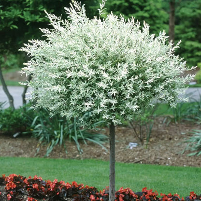 Salcie Japoneza - Hakuro Nishiki - Ghiveci 5L - H 100cm