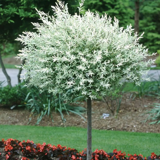 Salcie Japoneza - Hakuro Nishiki - Ghiveci 5L - H 100cm