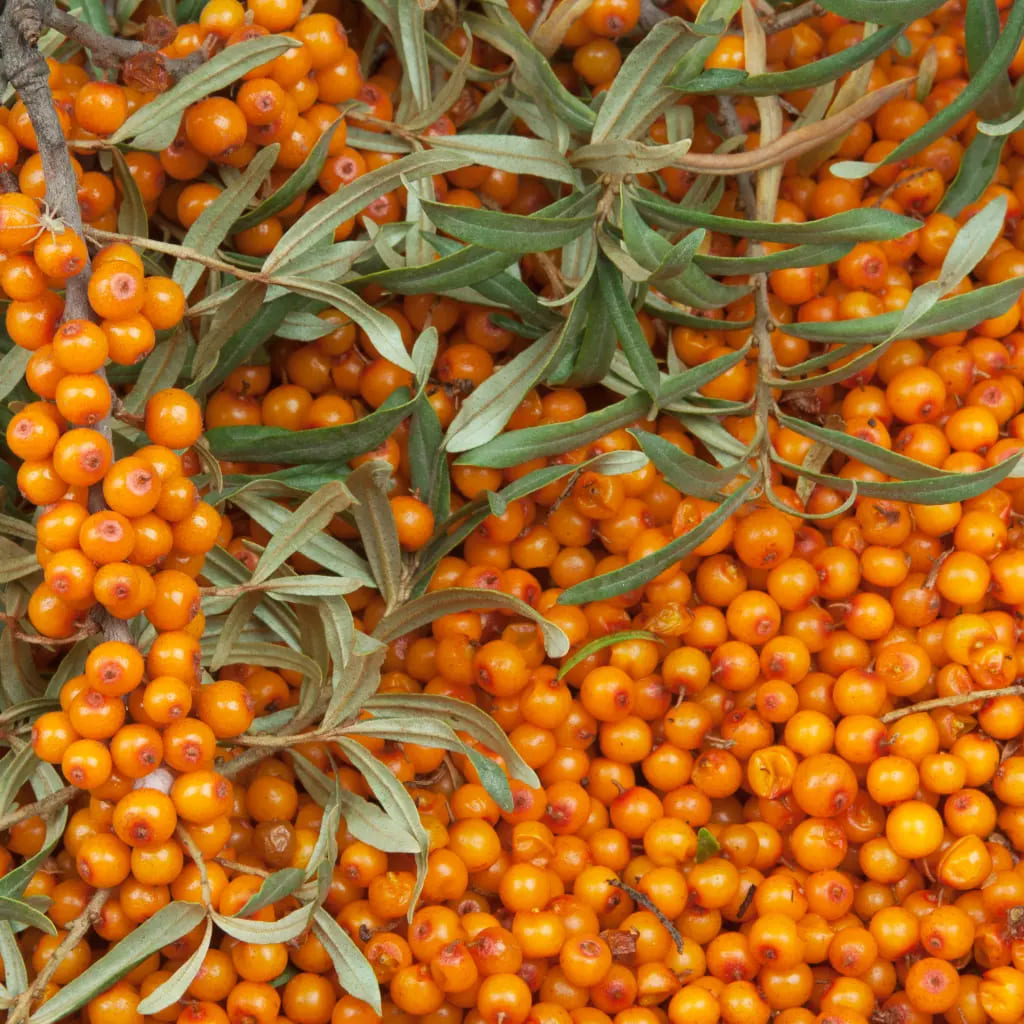 Cătină Galbena Anul 3 de Productie Autofertil - Set Mascul+Femela