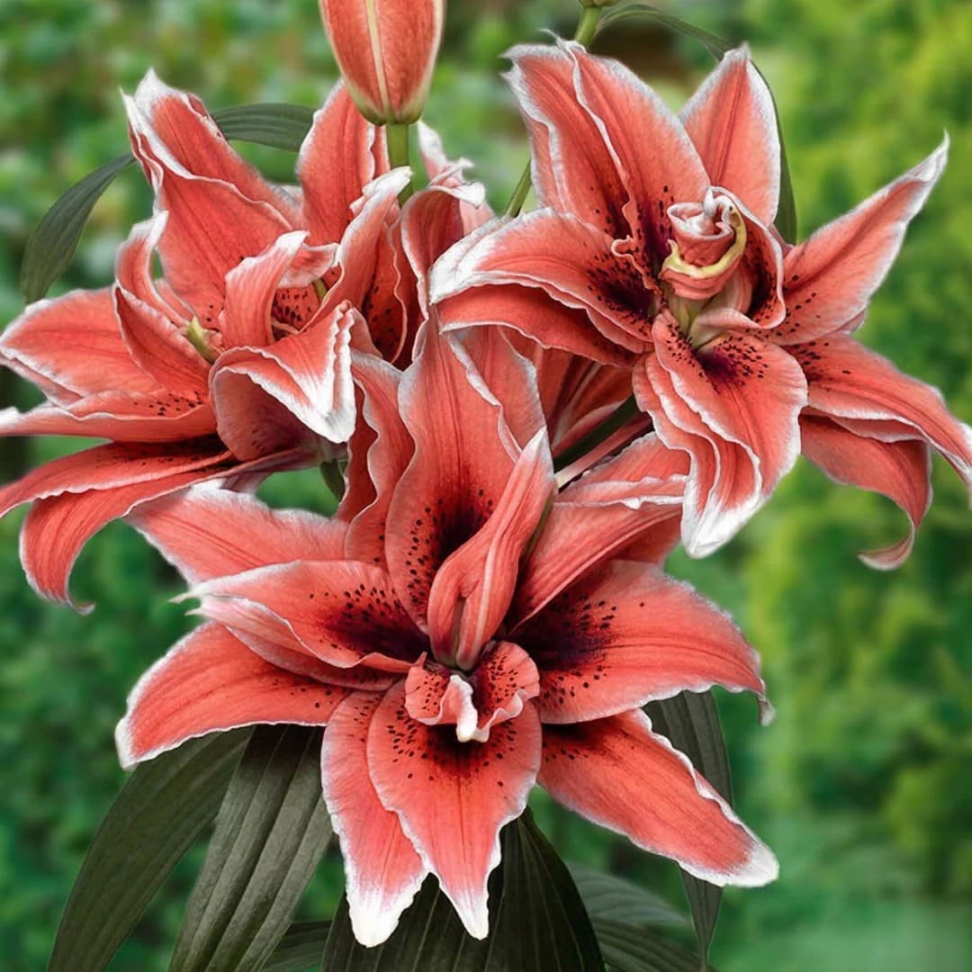 Bulbi Crini Dublii Parfumati, Giganti "Silver Coral", 2 Bucati