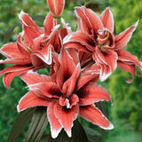 Bulbi Crini Dublii Parfumati, Giganti "Silver Coral", 2 Bucati