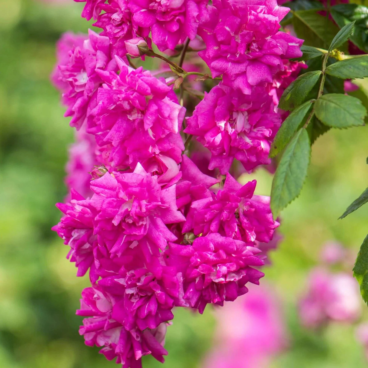 Trandafir Parfumat Urcator de Gradina "Super Excelesa", Anul 4