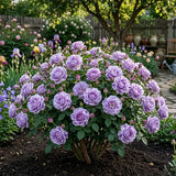 Trandafiri Parfumati "Amurg Violetat" - Ghiveci 3L H 60cm+, Anul 4