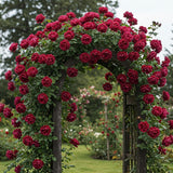 Trandafiri Cataratori "Grena" - Ghiveci 3L H 70-80cm, Anul 4