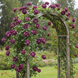 Trandafiri Cataratori "Black Spray" - Ghiveci 3L H 70-80cm, Anul 4