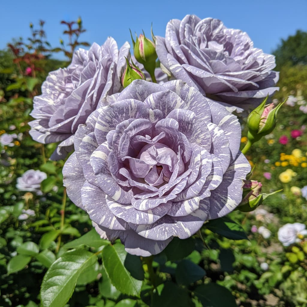 Trandafir Parfumat Hybrid "Coasta de Azur", Anul 4