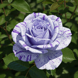 Butas Trandafir Anul 3 "Amurg Violetat" - Rădăcină Împachetată