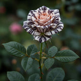 Trandafiri Parfumati de Lux "Aurora Tropicala" - Ghiveci 3L H 60cm+, Anul 4