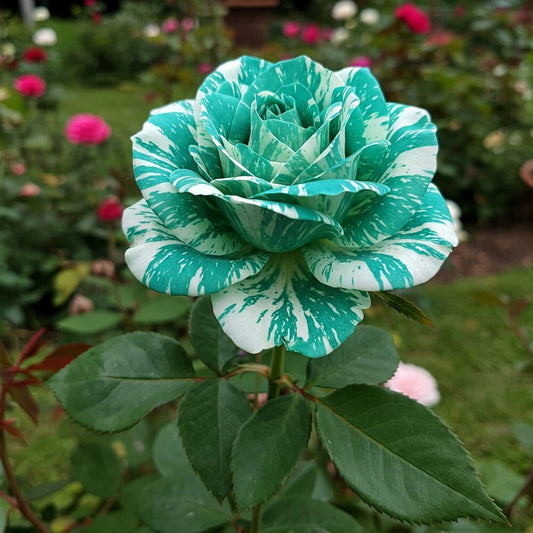 Trandafiri Parfumati de Lux "Turquoise" - Ghiveci 3L, Anul 3