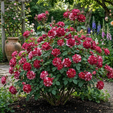 Trandafiri Parfumati "Picaturi de Cer" - Ghiveci 3L H 60cm+, Anul 4