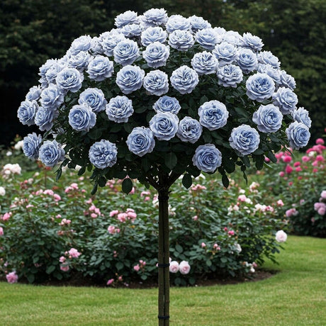 Trandafir Pomisor Albastru Deschis - Ghiveci 5L - 140-160cm, Anul 3