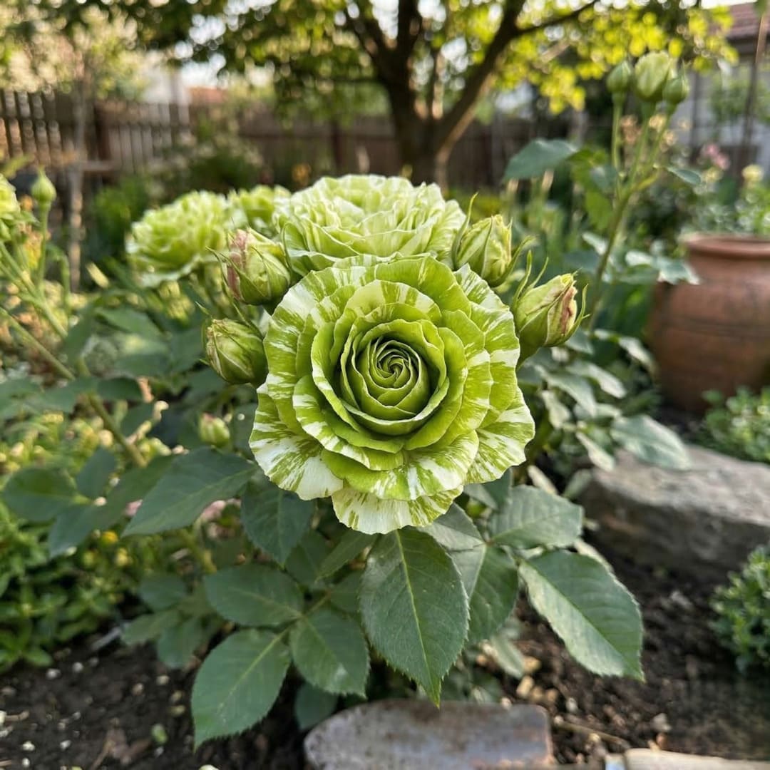 Trandafiri Parfumati "Smarald" - Ghiveci 3L H 60cm+, Anul 4