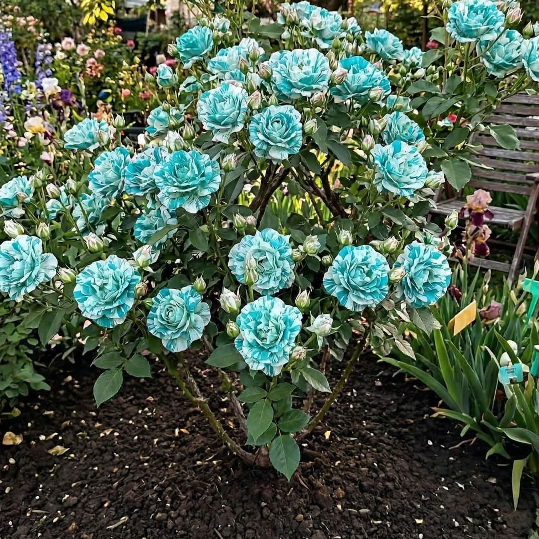 Trandafiri Parfumati "Turcoaz" - Ghiveci 3L H 60cm+, Anul 4