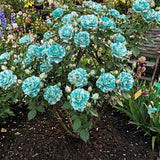 Trandafiri Parfumati "Turcoaz" - Ghiveci 3L H 60cm+, Anul 4