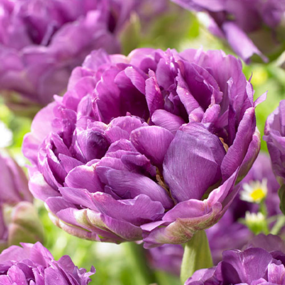 Bulbi de Lalele Duble "Blue Wow", 5 Bucati