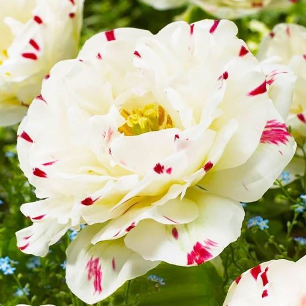 Bulbi de Lalele Duble "Danceline", 5 Bucati