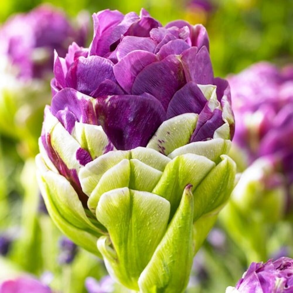 Bulbi de Lalele Ice Cream "Exquisite", 5 Bucati