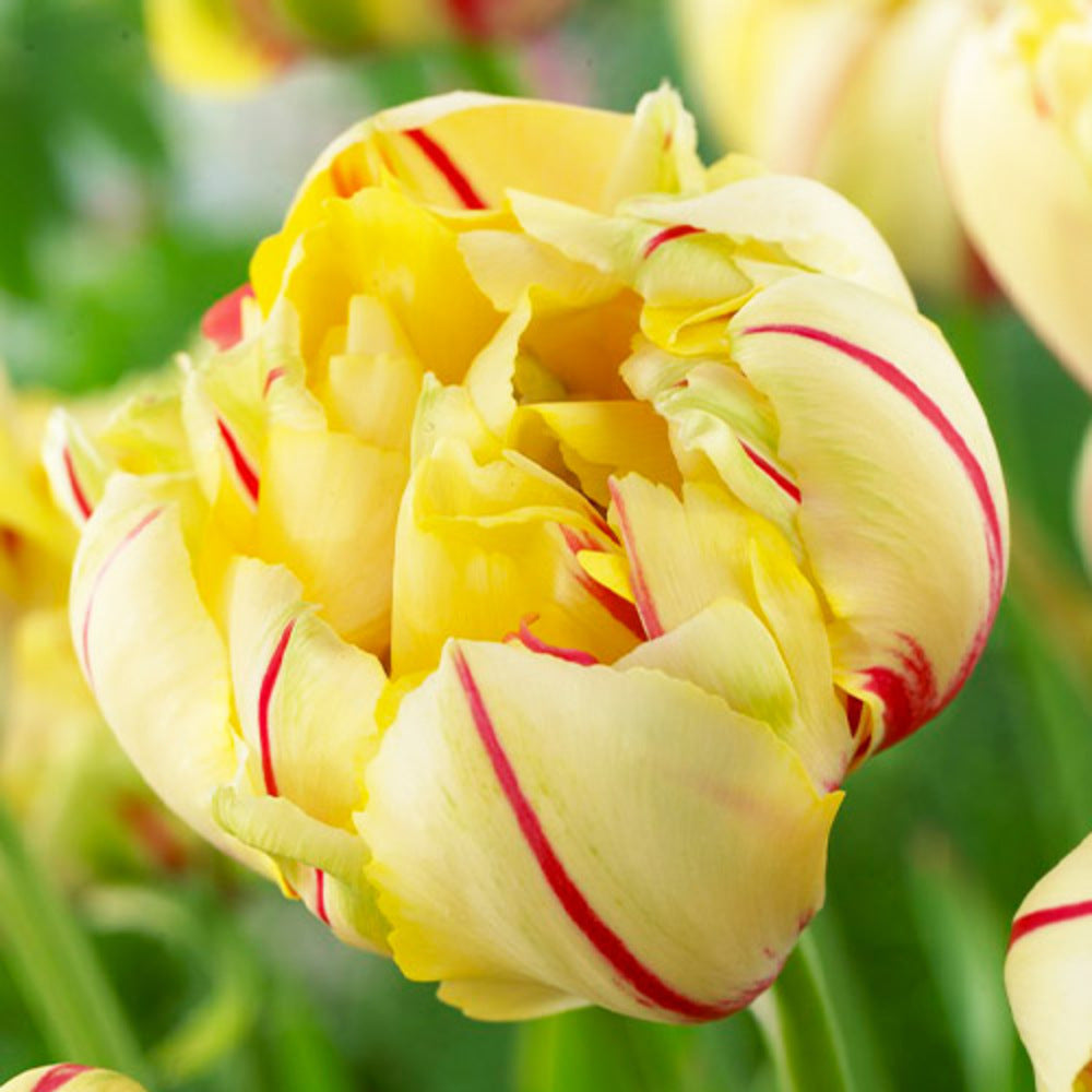 Bulbi de Lalele Duble "Glamour Unique", 5 Bucati