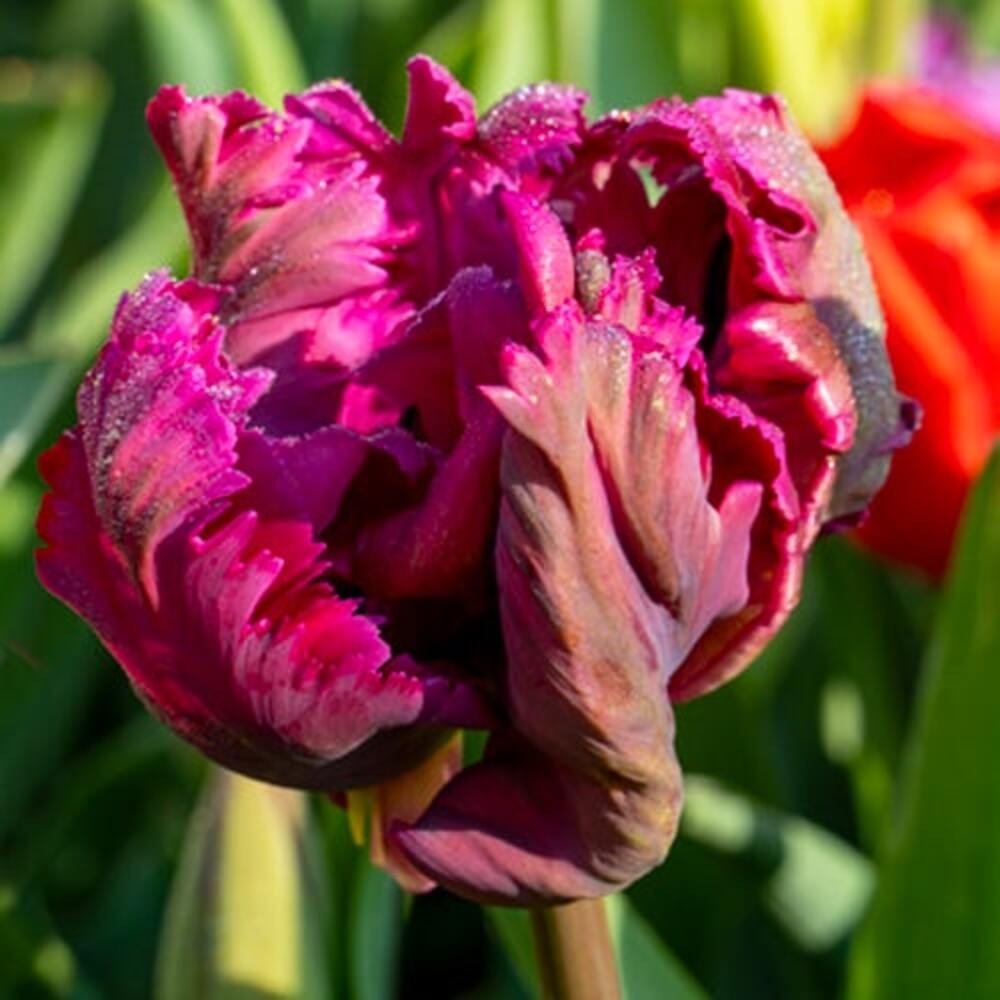 Bulbi de Lalele Papagal "Power", 5 Bucati