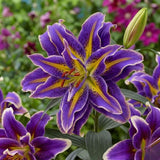 Bulbi Crini Dublii Parfumati, Giganti "Violet Please", 2 Bucati