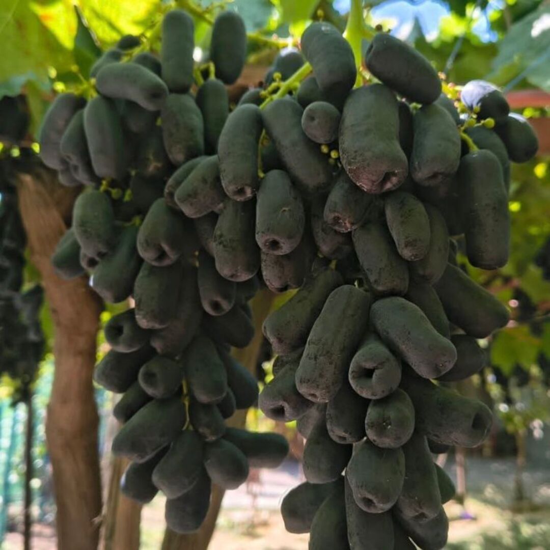 Butas Vita de Vie Fara Samburi "Avatar", Anul 3 - Radacina Libera