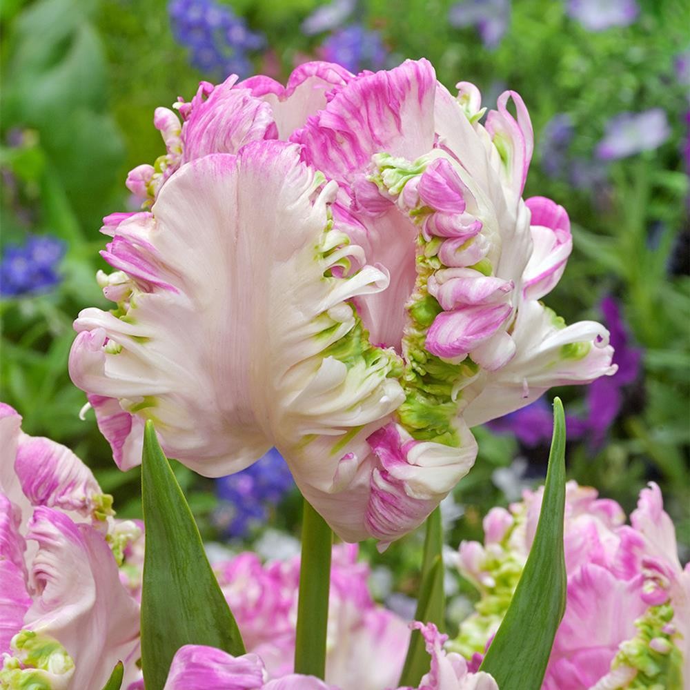 Bulbi de Lalele Papagal "Webbers", 5 Bucati