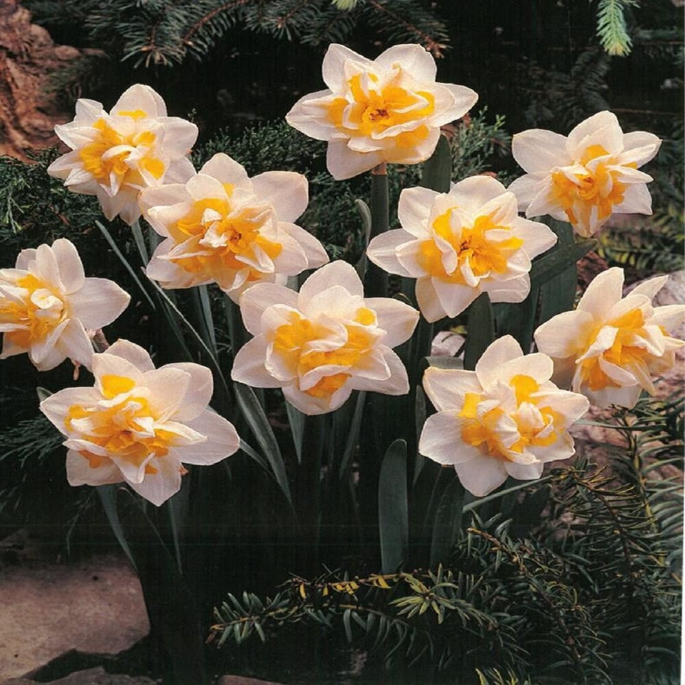 Bulbi de Narcise "White Lion, 2 Bucati