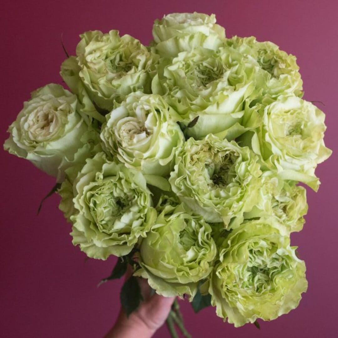 Trandafir Parfumat "Wimbledon Green", Anul 4