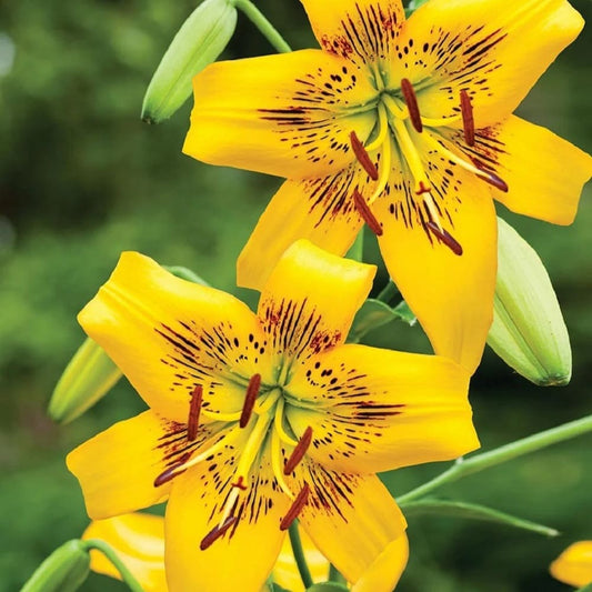 Crini Imperiali Parfumati "Yellow Brush" Bulbi