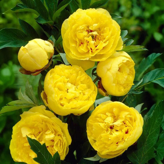 Bujor Galben "Yellow Crown" - Ghiveci 2L - H 30-40cm