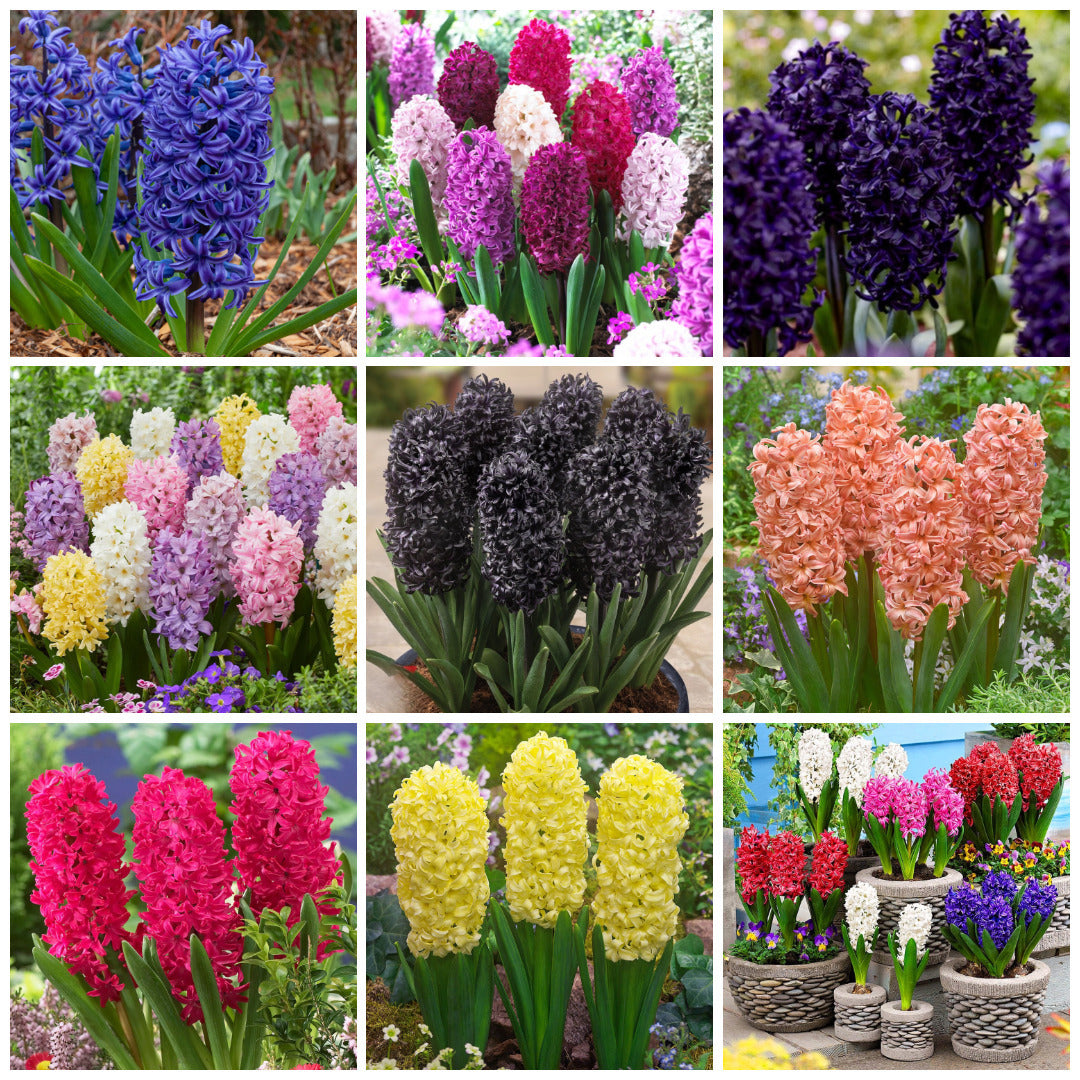 Bulbi de Zambile Parfumate "Gradinar Expert", 100 Bucati