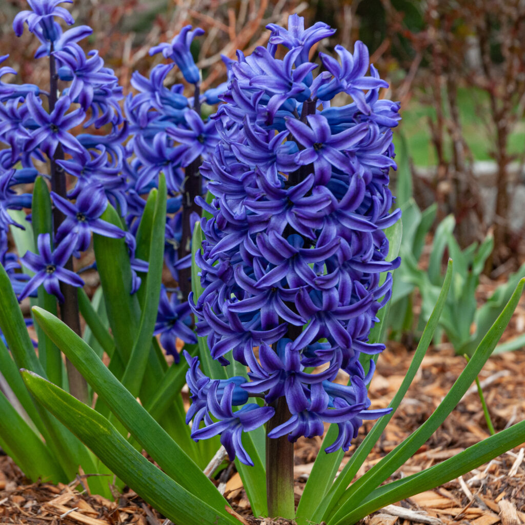 Bulbi de Zambile Parfumate "Blue Jacket", 3 Bucati